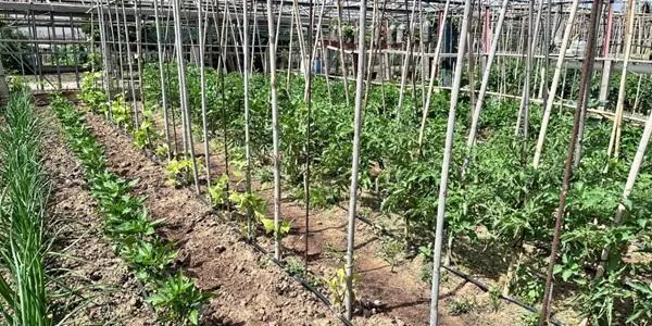 S’obre el concurs per optar a conrear un hort de Cal Dània (Torredembarra) durant 4 anys