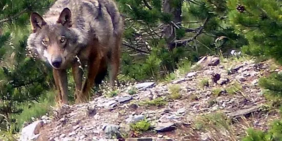 Una família francesa es troba cara a cara amb un llop al Puigmal