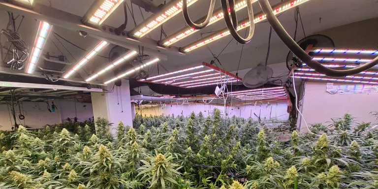 Els Mossos desmantellen una plantació de 715 plantes de marihuana en una casa de Sant Just Desvern