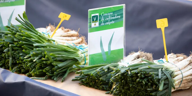 Previsions optimistes en l’inici de la temporada de calçotades
