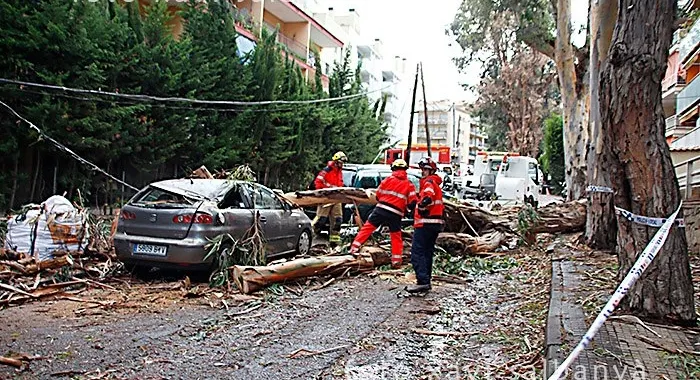El vent de la setmana passada va fer caure un eucaliptus ( Foto: Xavi Salbanyà )