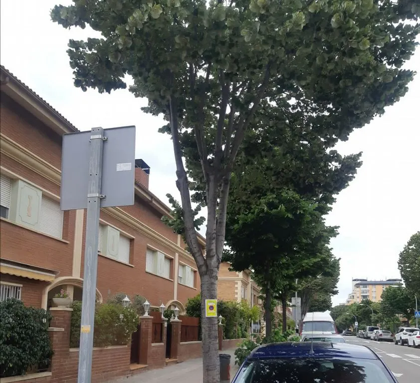 La nit del 12 al 13 de juny, tractament fitosanitari preventiu dels til·lers