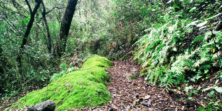 Ruta guiada pel Camí de les Costes per conèixer llegendes i històries d'un corriol històric del Montnegre