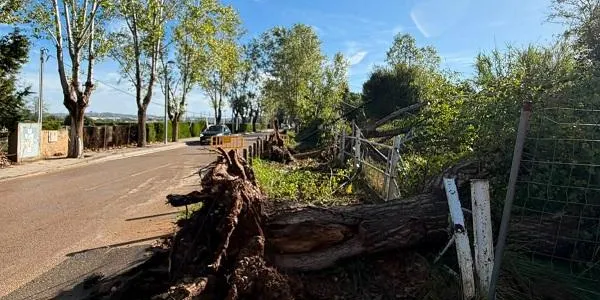 Es talla l’accés a Baix a Mar per la rotonda del Puntet per les tasques d’enretirada i sanejament d’arbres
