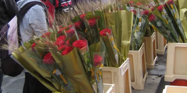 Accions des de la Seu d'Urgell per facilitar l'enviament de roses a domicili per Sant Jordi