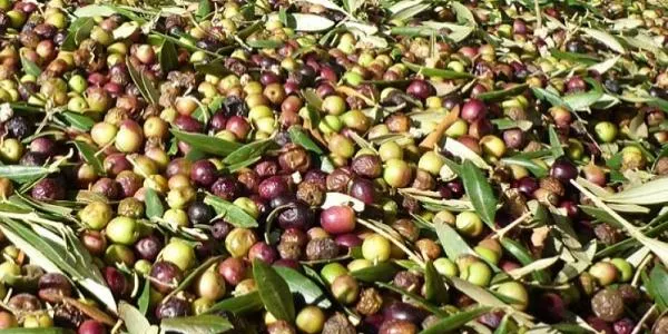 Unió de Pagesos preveu produir 98 mil tones d'oli a la demarcació de Tarragona