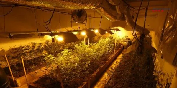 Els Mossos d'Esquadra comissen 240 mil plantes de marihuana des de principi d'any al Camp de Tarragona