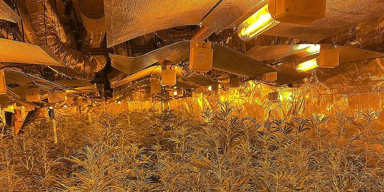 La Policia Local de Blanes desmunta una plantació de marihuana valorada en 1.700.000 €