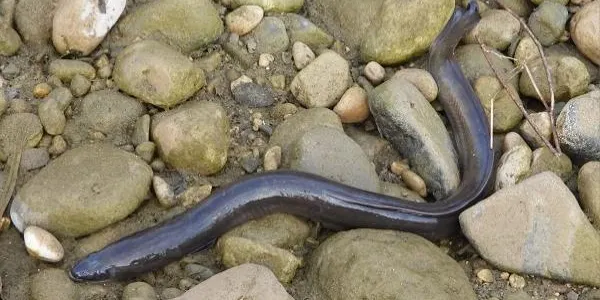 Ecologistes en Acció demana reaprofitar les aigües residuals que s’aboquen a la mar per protegir la població d’anguila al riu Francolí