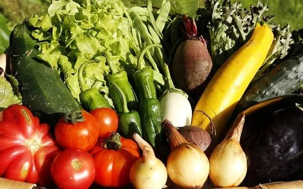 Obertes les inscripcions per participar a una nova edició de l’Hort Ecològic Familiar d’Altafulla