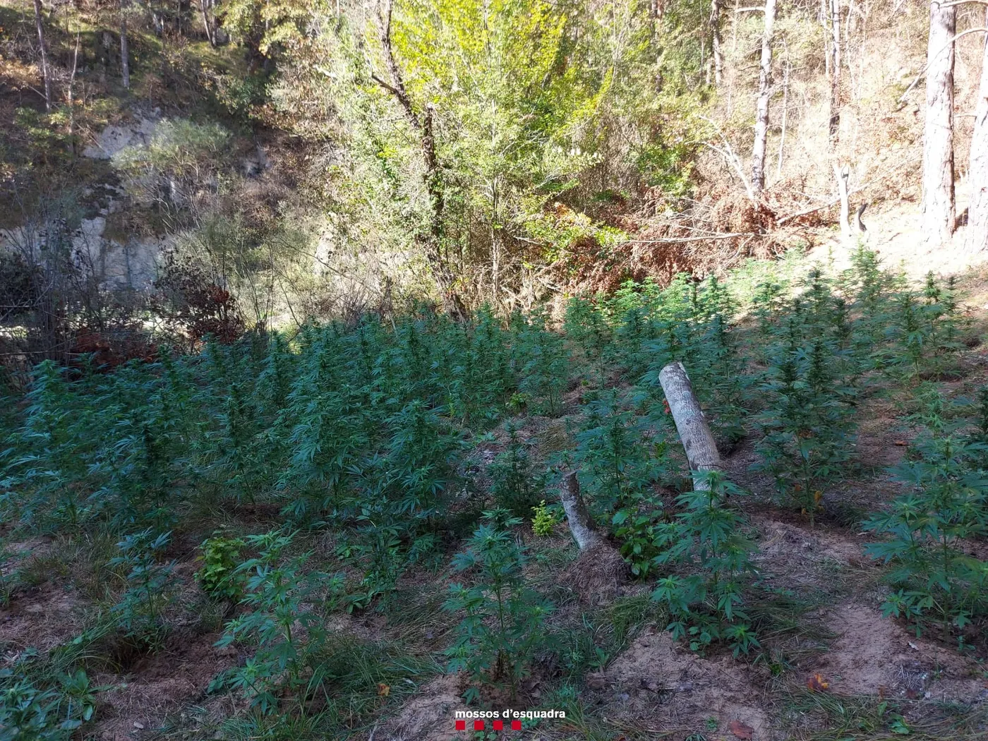 <strong>Els Mossos d'Esquadra desmantellen una plantació de marihuana a Guixers</strong>