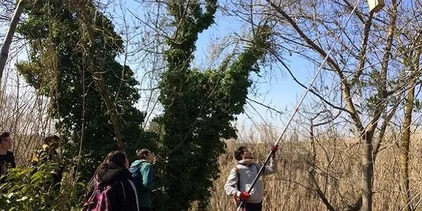 Els alumnes del PTT d’Altafulla col·laboren en la recuperació del bosc de ribera a la desembocadura riu Gaià