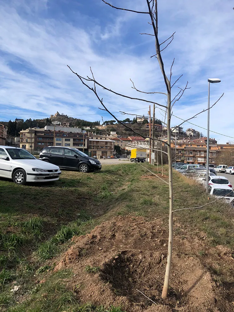 Trasplanten noguers al Camp del Serra per crear espais d'ombra a l'estiu