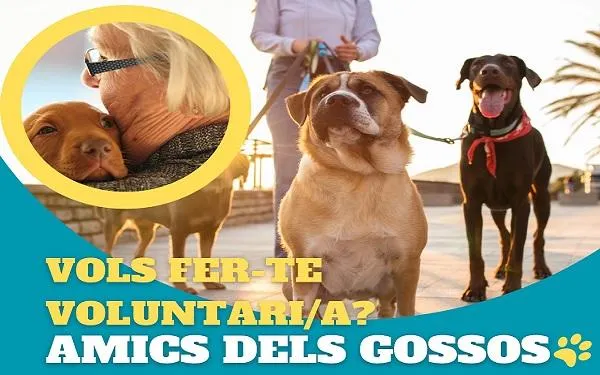 Foto: Ajuntament d'Altafulla