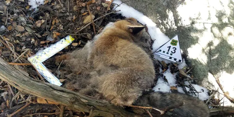 Condemnen un pastor de Viladrau a 15 mesos de presó per enverinar mortalment animals domèstics i salvatges