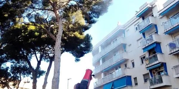 Torredembarra intensifica els tractaments contra la processionària del pi