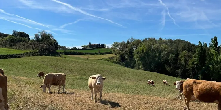 La jornada tècnica de la Fira se centrarà en la gestió de males herbes tòxiques en pastures i extensius