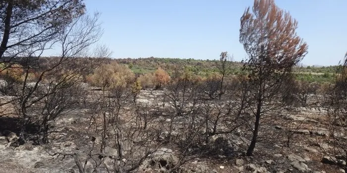 Augmenten les zones de risc per incendi forestal a Catalunya