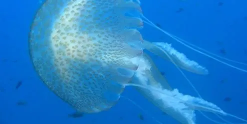 Una experta de l'Institut de Ciències del Mar oferirà un taller sobre les meduses