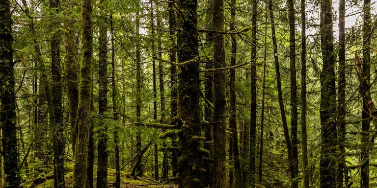 Marxa reivindicativa en defensa d’un bosc segur