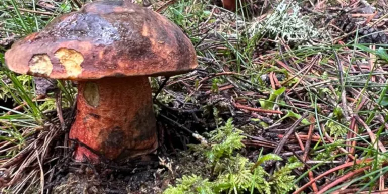 Un estudi revela que els boscos de pi negre produeixen més bolets que altres d'espècies similars