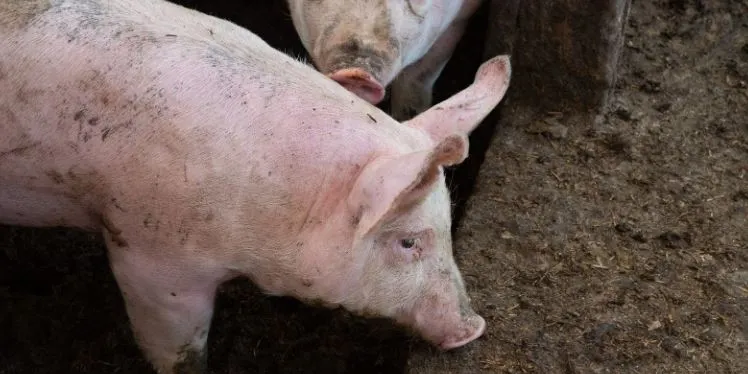 Unió de Pagesos reclama que s’extremin els controls per evitar l’entrada de la pesta porcina africana a Catalunya i a l’Estat