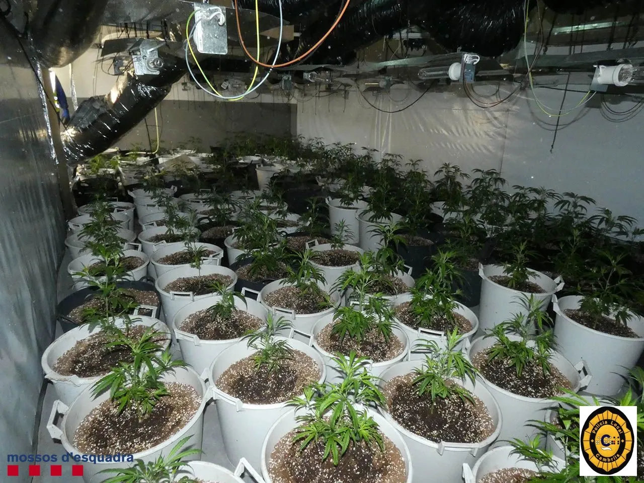 Desmantellat un cultiu il·legal amb 468 plantes de cànnabis en un xalet de Cambrils