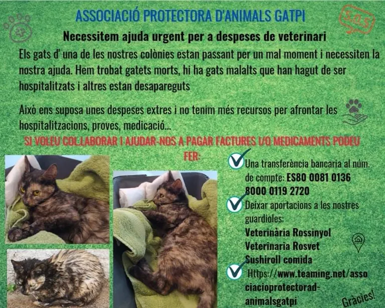 L'Associació GATPI de Pineda alerta que han aparegut gats morts i malalts a Pinemar