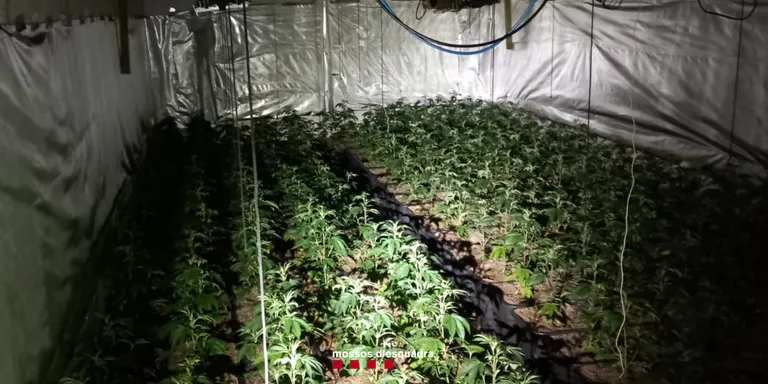 Detenen dos homes per cultivar 872 plantes de marihuana en una nau a Vilanova de Sau
