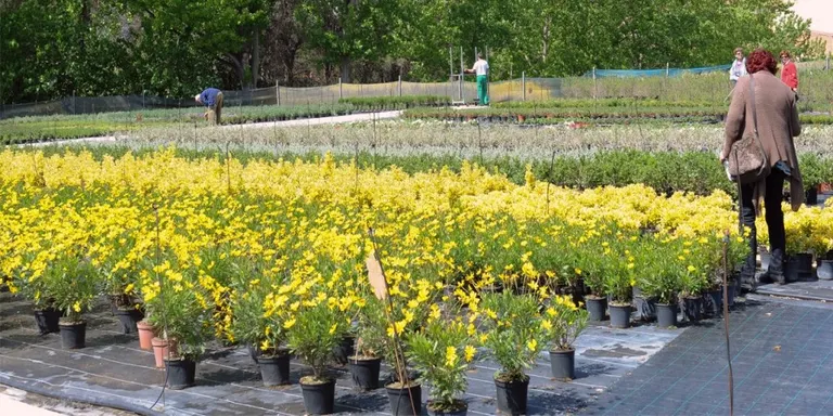 La Font del Ferro organitza diumenge una jornada de venda de plantes
