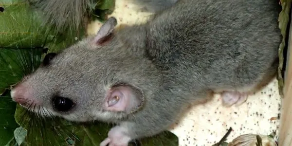 El Montnegre acull una població estable de liró gris