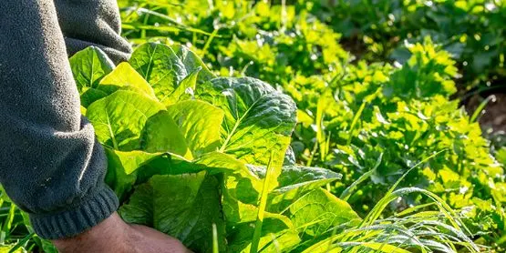 Alguns municipis com ara Almenar i Albesa es preparen per la campanya agrària.