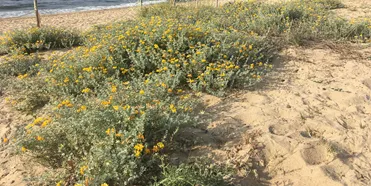 Aquest divendres es lliuren els guardons de Viles Florides 2018