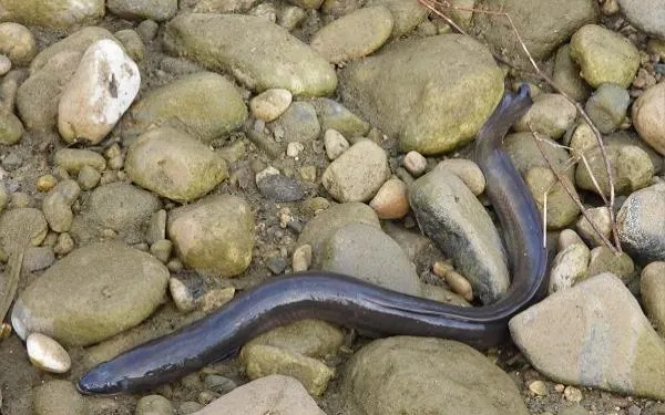 Foto: Ecologistes en Acció