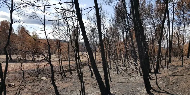 En marxa la campanya forestal d'aquest 2023