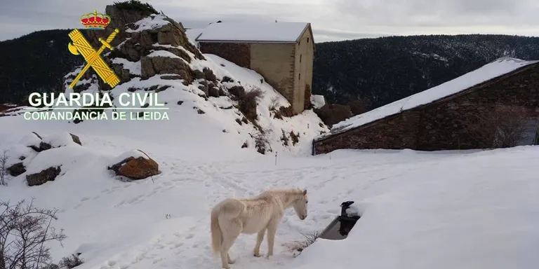 Denuncien una explotació ramadera de Soriguera pel mal estat de vuit cavalls