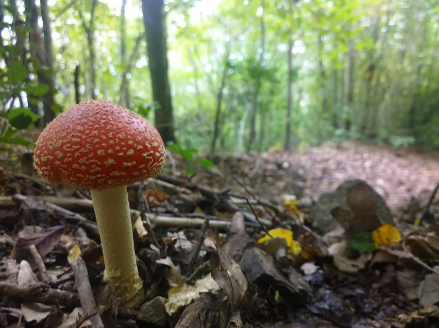 15è Ral·li Fotogràfic 'Tocats pel bolet'