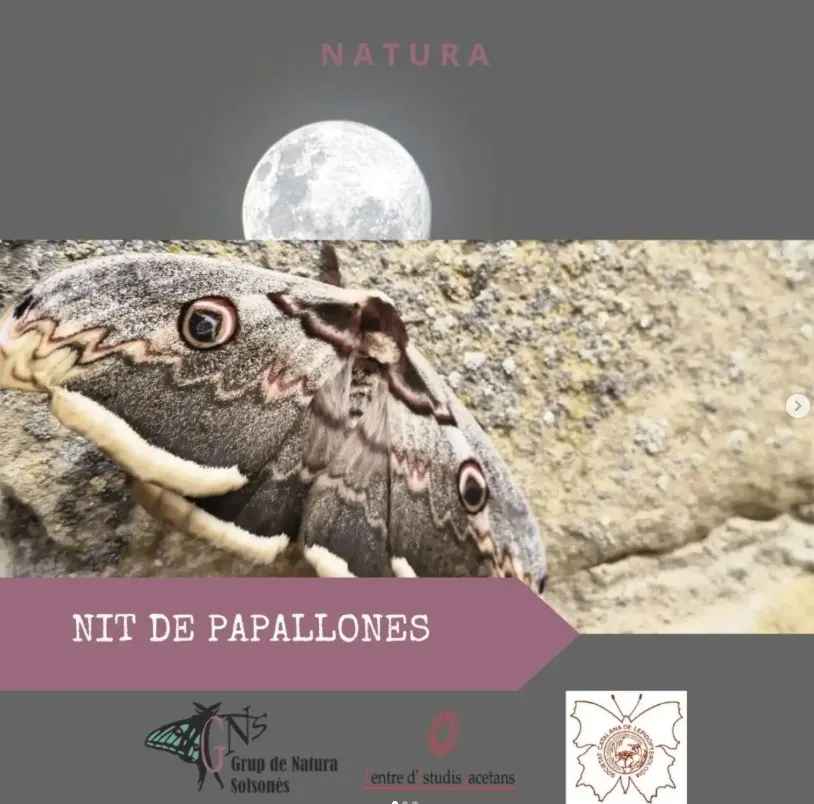 El Grup de Natura del Solsonès organitza una sortida per conèixer les papallones nocturnes