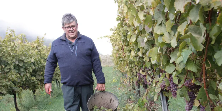 Les pluges de la primavera i la tardor condicionen la verema d'enguany a l'Alt Urgell