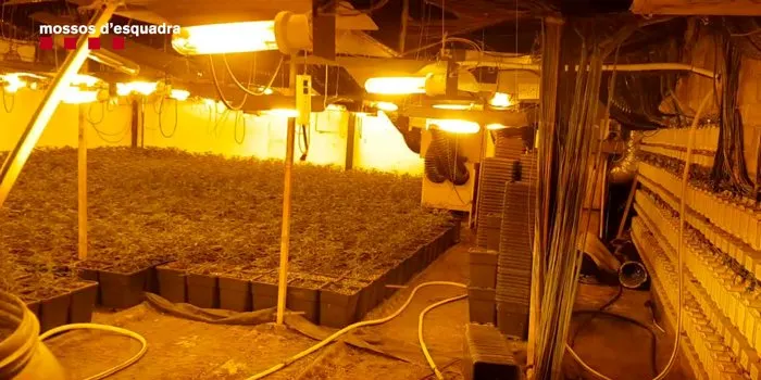 Macrooperació dels Mossos amb detinguts al Maresme contra un grup criminal dedicat a la marihuana