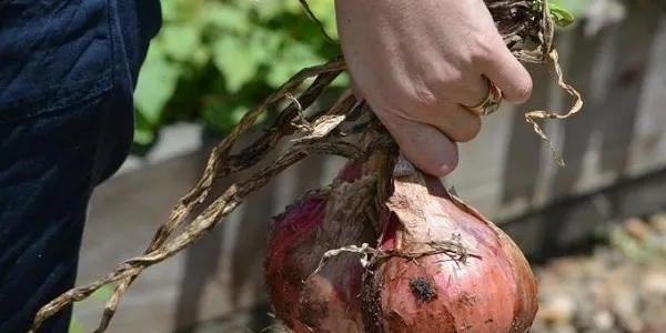Els vilatans d’Altafulla que tinguin un hort poden accedir-hi per l’abastiment d’aliments o per cuidar els animals