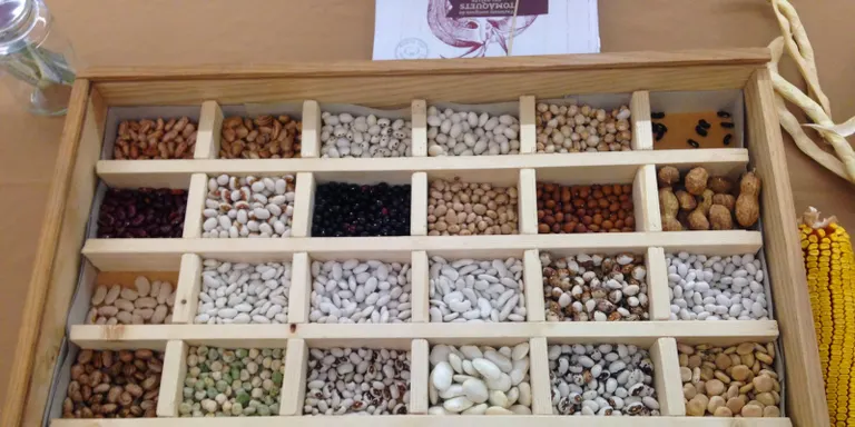 El Banc de Llavors del Vallès Oriental compta ara amb 92 noves varietats locals d'horta. Bona part d'aquestes procedeixen de Caldes