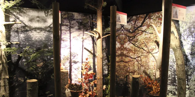 Una exposició a Tuixent ensenya la flora del Parc Natural del Cadí-Moixeró