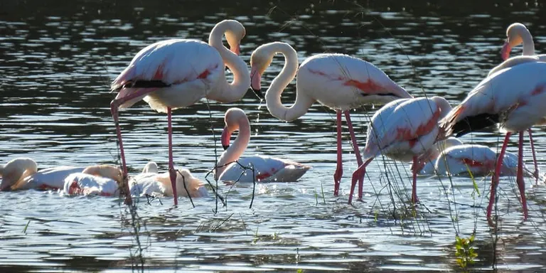Mig centenar de flamencs fan estada al Delta de la Tordera