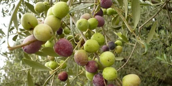 La producció d'oli d'oliva caurà un 60% a Tarragona i l'Ebre