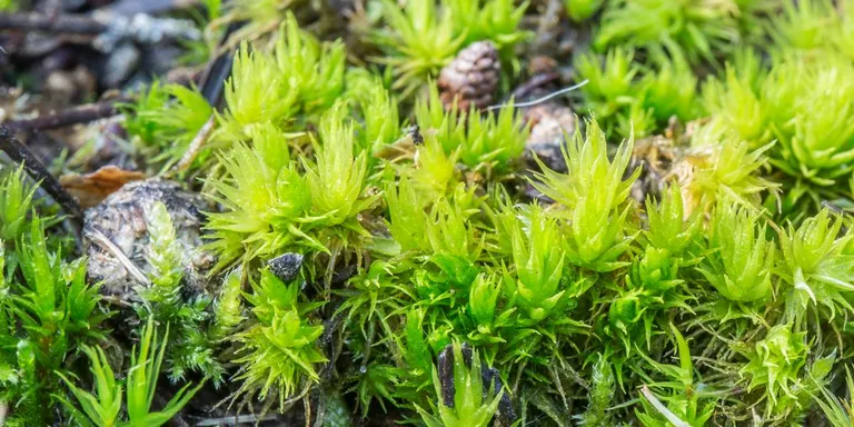 El biòleg Miquel Jover imparteix a Pineda un curs amb el nom 'L'apassionant món de les petites plantes'
