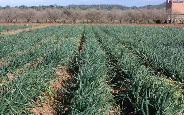 Foto: IGP Calçot de Valls