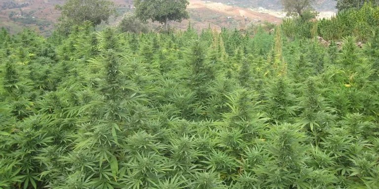 Els Mossos d’Esquadra detenen sis persones i desmantellen una plantació de marihuana al Baix Camp