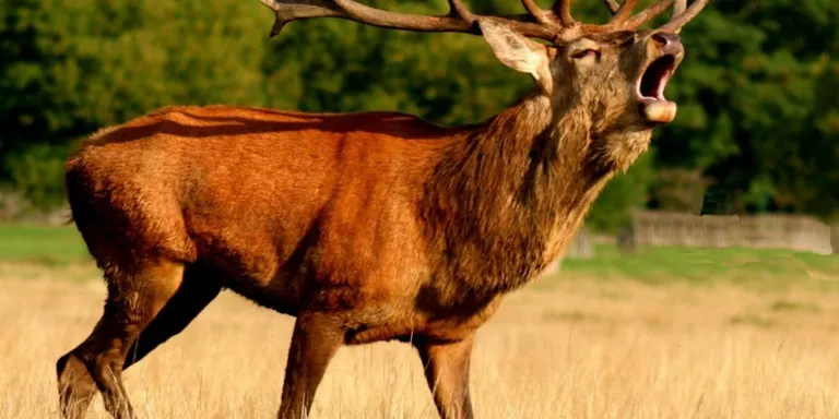 Nova temporada per descobrir la brama del cérvol i fer un seguiment del gat salvatge