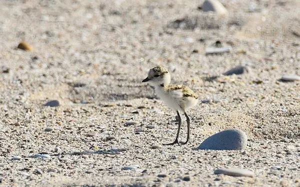 Foto: Birding Catalunya